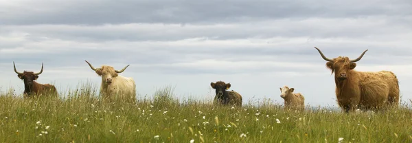 Шотландський корів в землі. Острів Скай. Шотландії. Великобританія — стокове фото