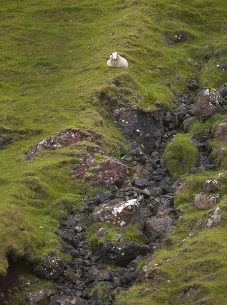 Schotse landschap met schapen in eiland Skye. Quaraing. Schotland. — Stockfoto