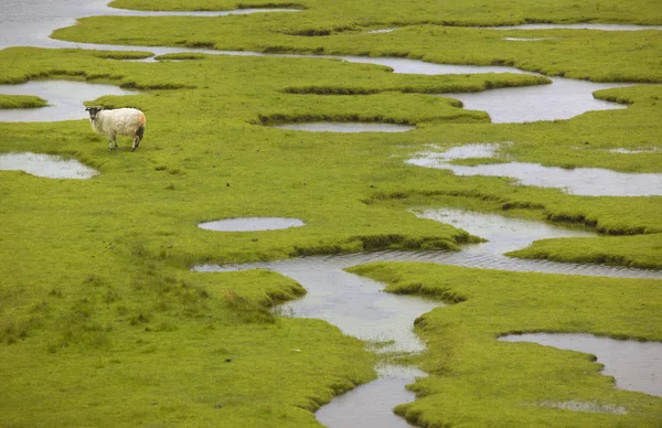 Skotská krajina s ovcí ve vlhké zemi. Lewis ostrov. Skotsko — Stock fotografie