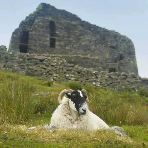 Owce i szkocki antyczne budowlane kamień, broch. Carloway. — Zdjęcie stockowe