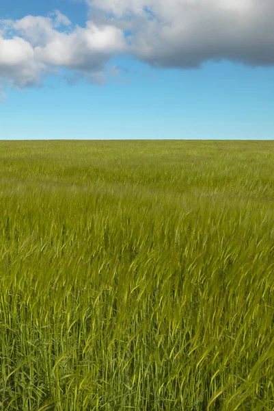 Campo de trigo com céu em Orkney. Escócia. Reino Unido — Fotografia de Stock