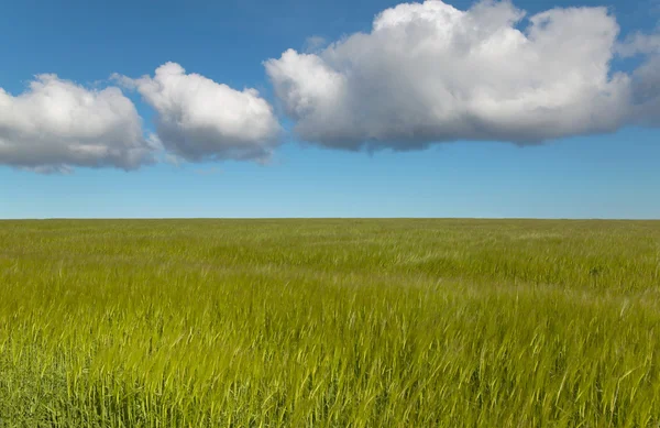 Пшеничное поле с небом в Оркни. Шотландия. UK — стоковое фото