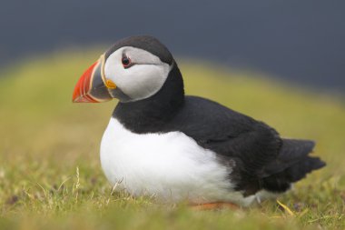 Martı Shetland yeşil ve mavi arka plan ile. İskoçya. İngiltere