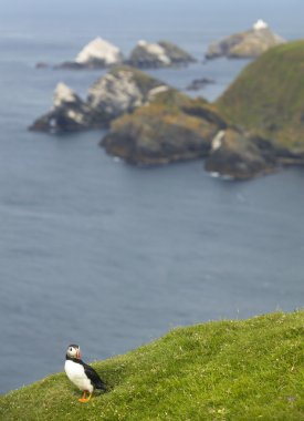 Martı ve ada peyzaj Shetland'deki / daki. İskoçya. İngiltere