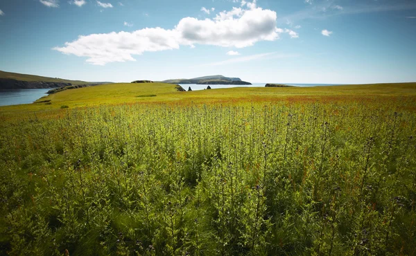 Paesaggio costiero scozzese nelle isole Shetland. Scozia. Regno Unito — Foto Stock