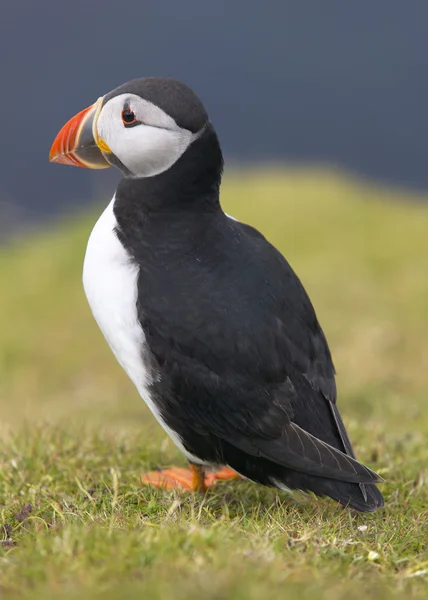 Puffin with green and blue background in Shetland. Scotland. UK — Stock Photo, Image