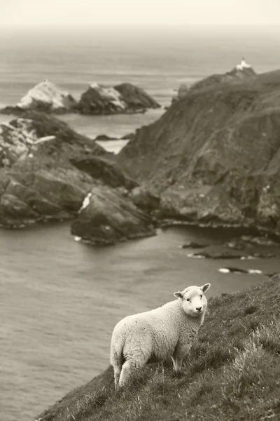 Skotska kusten landskap med får. Shetland. Skottland — Stockfoto