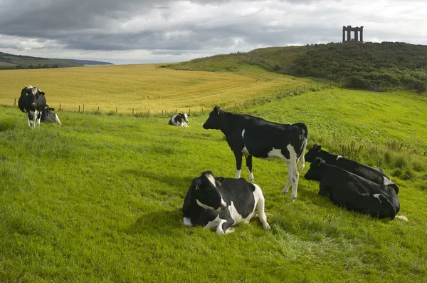 Landschap van het Schotse platteland met koeien. Stonehaven. Schotland. — Stockfoto