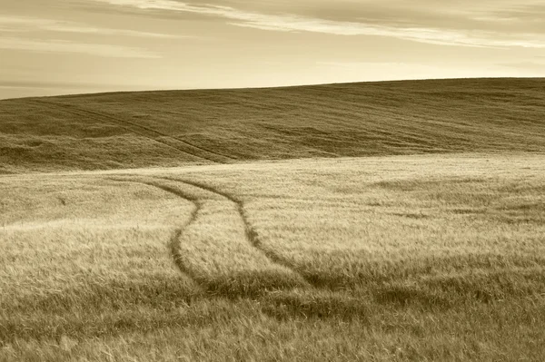 Paysage rural écossais dans le ton sépia. L'Écosse. Royaume Uni — Photo
