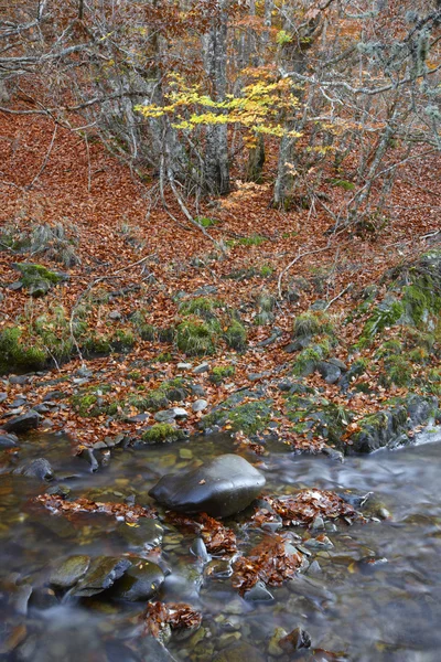 Herfst boslandschap met stroom in Spanje. Warme Toon — Stockfoto