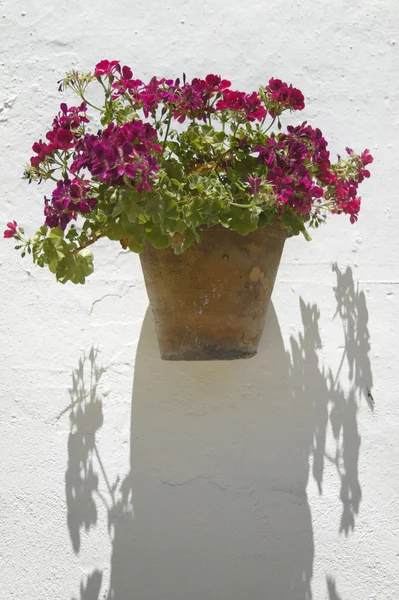 Flower pot and white wall in andalucia. Cadiz. Spain — Stock Photo, Image