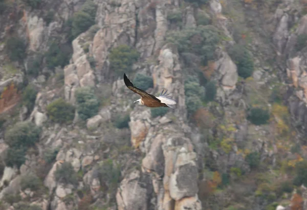 Kızıl akbaba kayalıklarla alan üzerinde uçan. İspanya — Stok fotoğraf