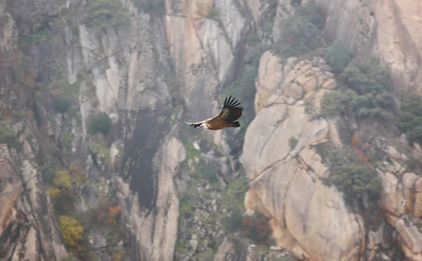 秃鹫在悬崖地区上空飞行。西班牙 — 图库照片