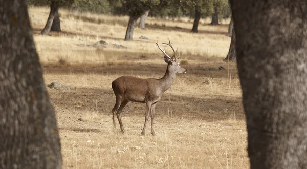 Fallow deer in the meadow with holm oaks. Segovia, Spain — Stock Photo, Image