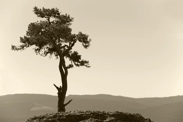 Landschaft mit einsamen Kiefern und Bergen im Sepia-Ton — Stockfoto