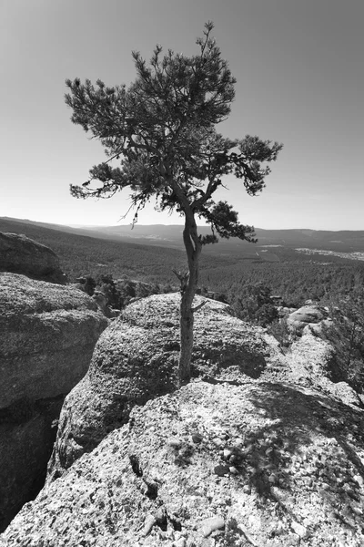 Landscape with pine tree between rocks in Soria, Spain — Stock Photo, Image