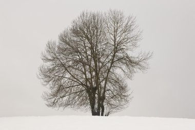Kış manzarası ile ağaç ve karda: Navarra, Spain