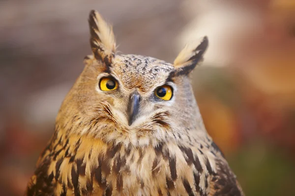 Baykuş sarı gözleri ve İspanya sıcak arka plan — Stok fotoğraf