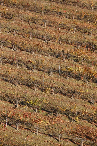 Campo di vite in autunno. Olite, Navarra. Spagna — Foto Stock