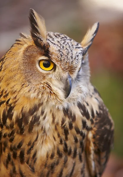 与黄色的眼睛和温暖的背景，在西班牙的猫头鹰 — 图库照片