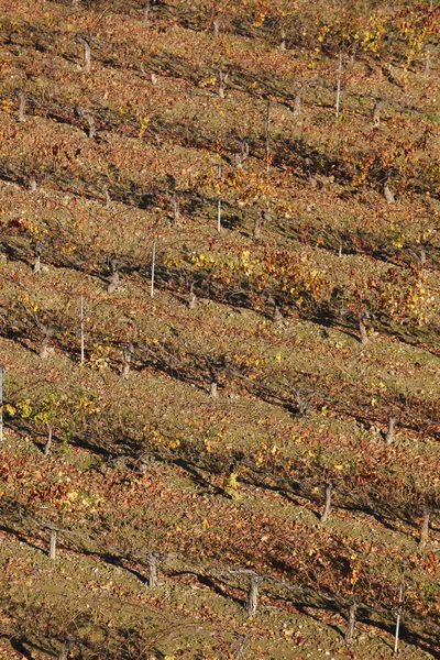 Grapevine field in autumn time. Olite, Navarra. Spain — Stock Photo, Image