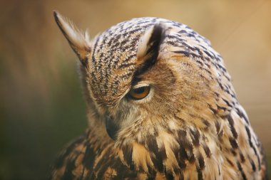 Sarı gözleri ve sıcak sesi arka planda İspanya baykuş