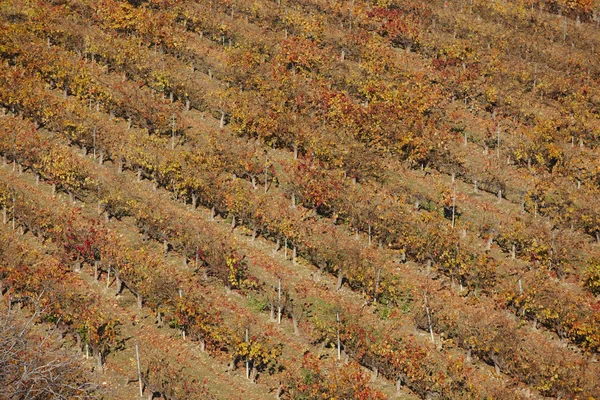 Vinhedo no Outono. Olite, Navarra. Espanha — Fotografia de Stock