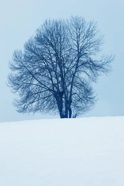 Winter landscape with tree and snow in Navarra, Spain Royalty Free Stock Photos