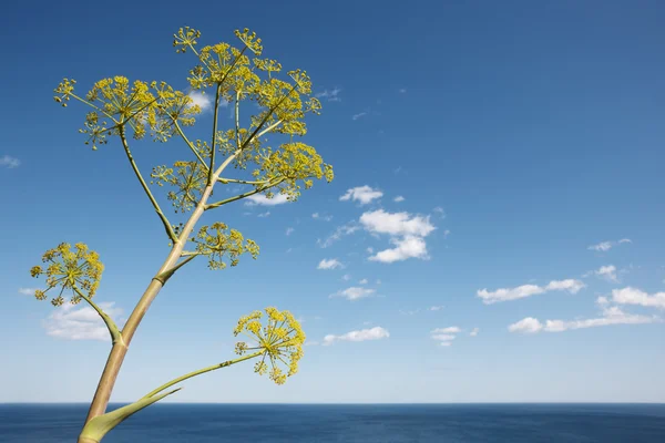 Paisaje costero mediterráneo con planta en Alicante. España —  Fotos de Stock