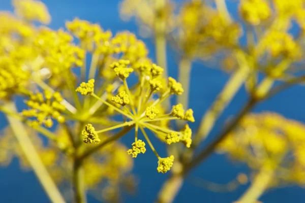 Yellow plant detail with blue background in Spain — Stock Photo, Image