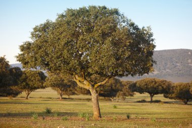 Oak holm, ilex in a mediterranean forest. Cabaneros park, Spain clipart