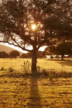 Meşe holm, çobanpüskülü Akdeniz orman içinde. Cabaneros park, İspanya