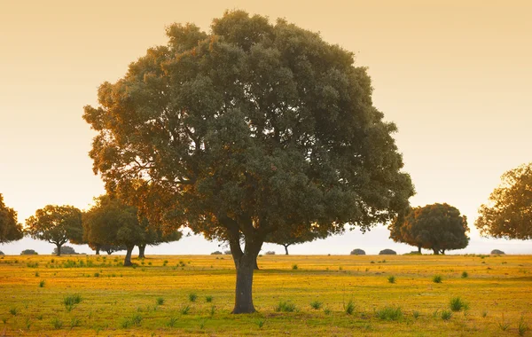 Holms de roble, ilex en un bosque mediterráneo. Parque de Cabaneros, España — Foto de Stock