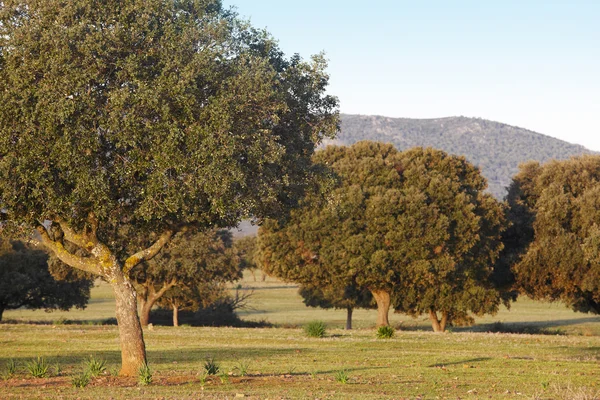 Dąb holms, ilex w śródziemnomorskim lesie. Cabaneros park, Hiszpania — Zdjęcie stockowe