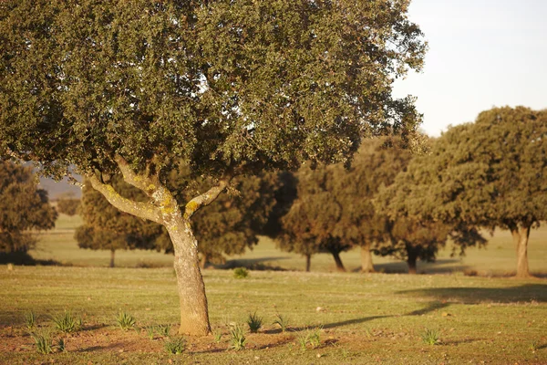 Dąb holms, ilex w śródziemnomorskim lesie. Cabaneros park, Hiszpania — Zdjęcie stockowe