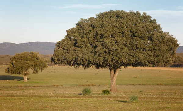 Dębowe holm, ilex w śródziemnomorskim lesie. Cabaneros park, Hiszpania — Zdjęcie stockowe