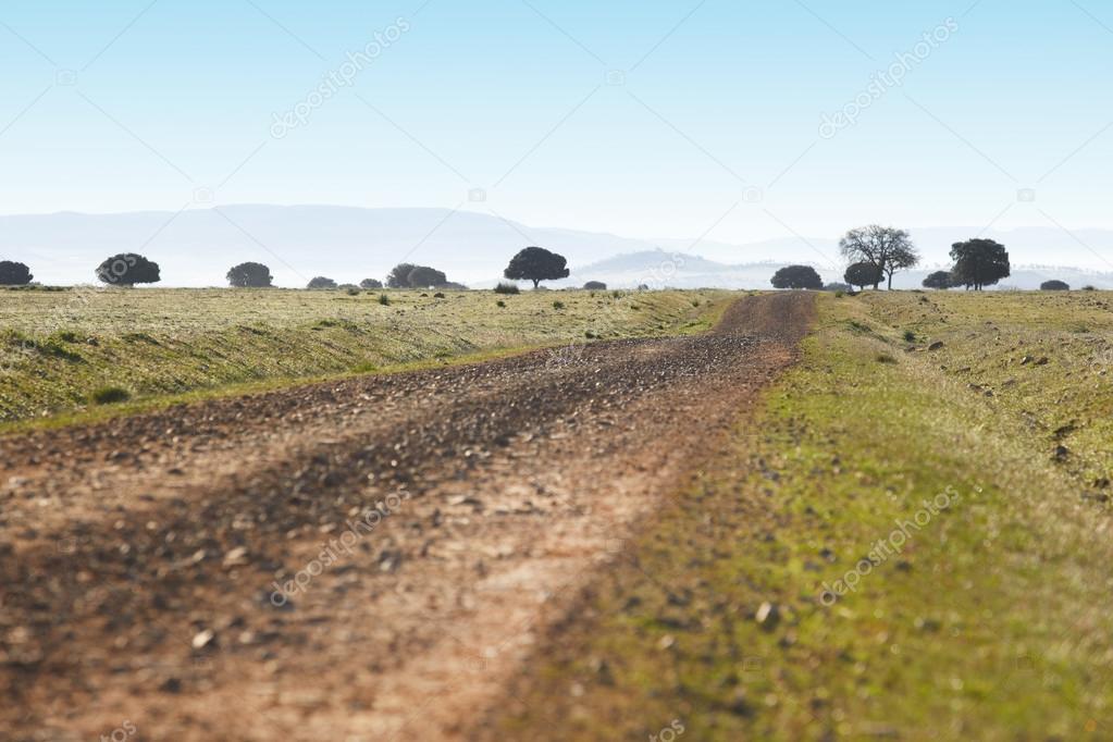 Dirty road in a mediterranean meadow. Cabeneros, Ciudad Real. Sp