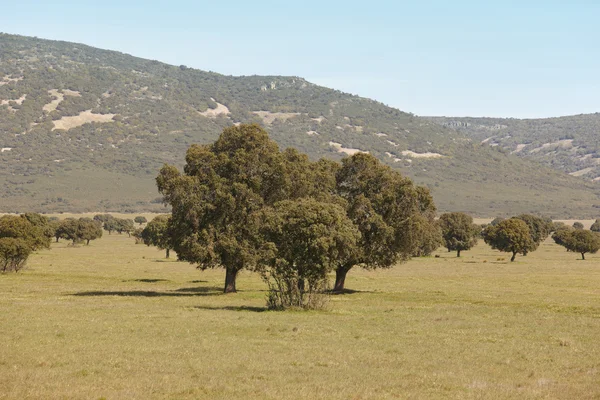 Oak holms, ilex in a mediterranean forest. Cabaneros park, Spain — Stock Photo, Image