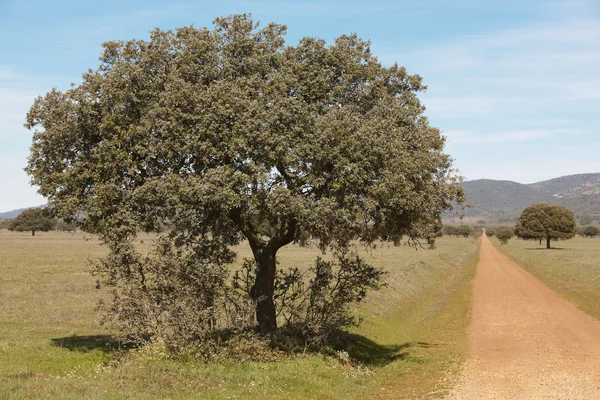 Oak holms and gravel road in a mediterranean meadow. Spain — Stock Photo, Image