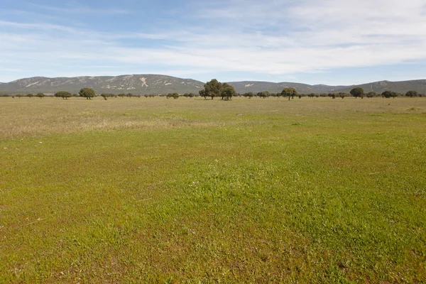 Krajobraz śródziemnomorski zielony łąka z dębu holms w Cabaneros — Zdjęcie stockowe