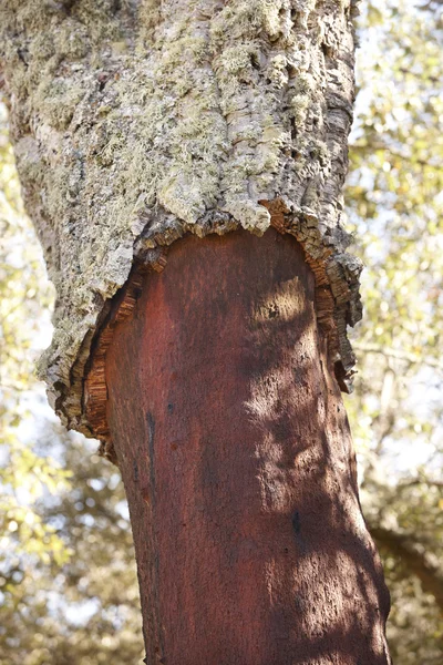 Dąb korkowy drzewa kora zbiorów szczegółowo w Hiszpanii — Zdjęcie stockowe