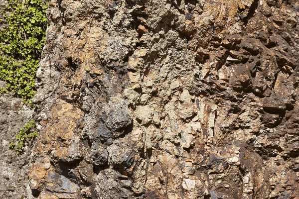 Rochas marrons e detalhes de plantas de hera em uma montanha. Espanha — Fotografia de Stock