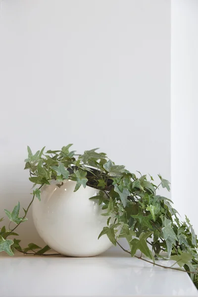 Vas blomma med murgröna och vit bakgrund över en tabell — Stockfoto