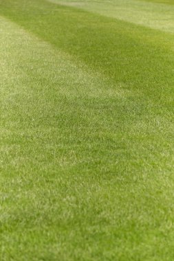 Football and rugby green field with freshly cut grass detail