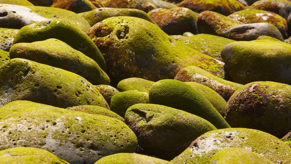 Pebbles with moss on the beach — Stock Photo, Image