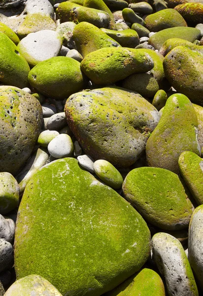 Kieselsteine mit Moos am Strand — Stockfoto