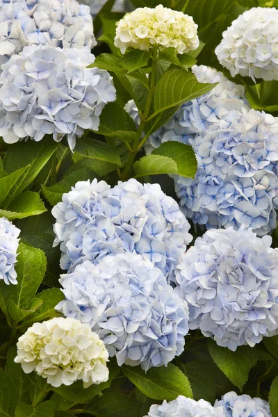 Hortensias azules y amarillas con hojas verdes. Azores. Portugal — Foto de Stock