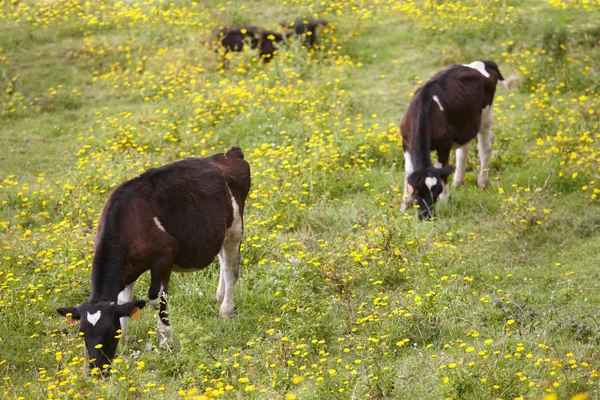 Vacas jóvenes registradas pastando en el campo. Azores. Portug — Foto de Stock