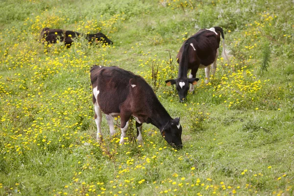 Vacas jovens registadas pastando no campo. Açores. Portug — Fotografia de Stock