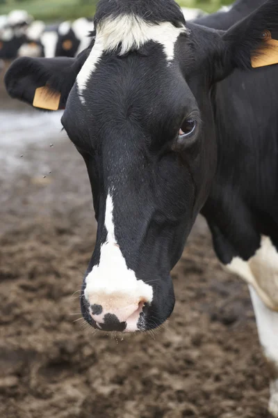 Registered cow head detail in the countryside. Azores. Portugal — Stock Photo, Image